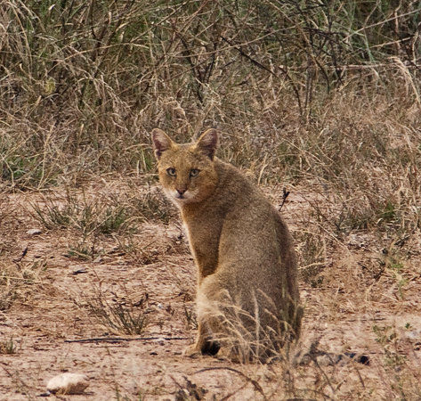 Sariska Tiger Reserve